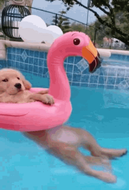 Swimming for pain relief