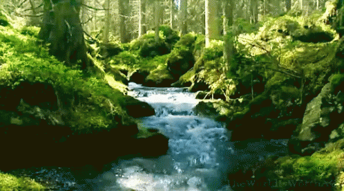 Nature wellness