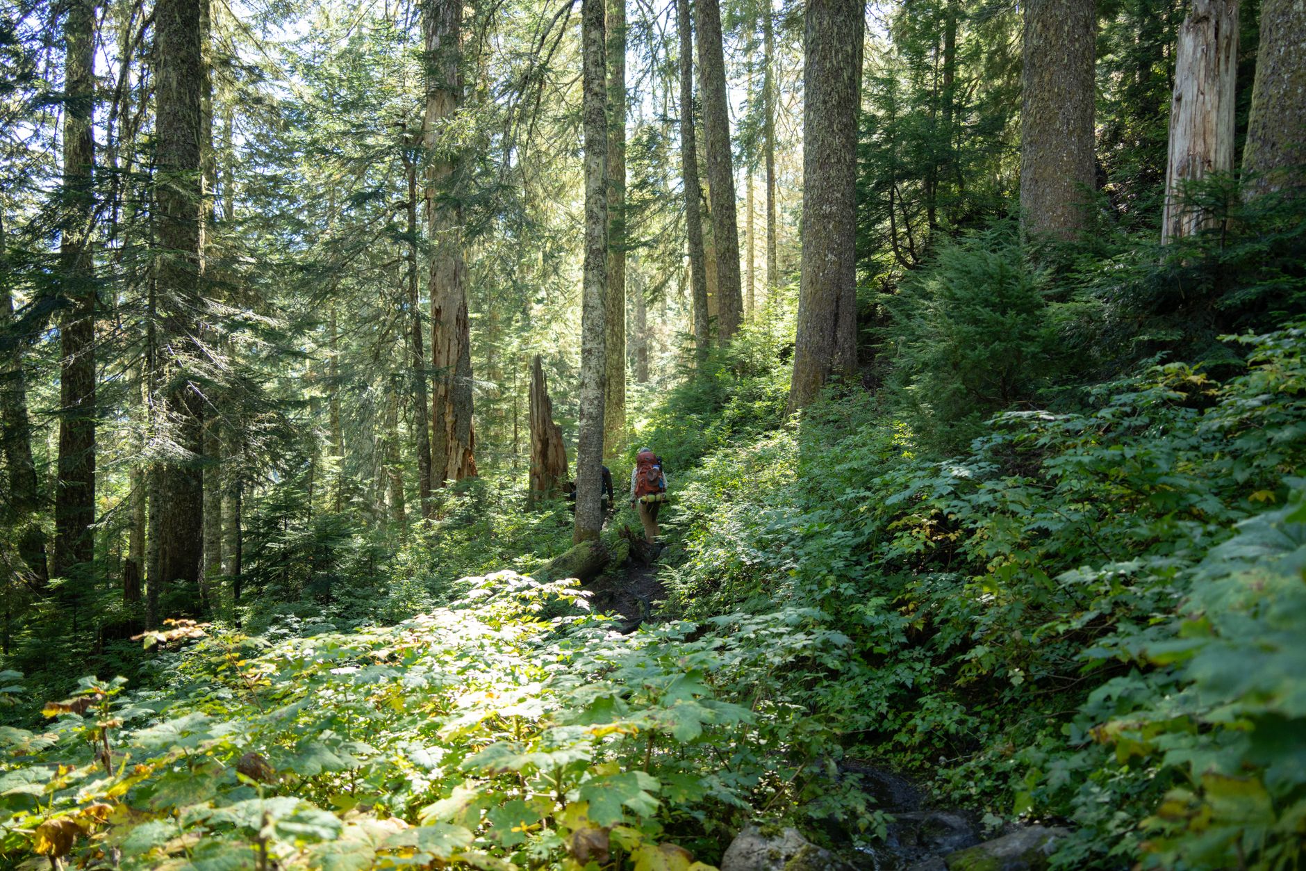 The Pacific Northwest Influence