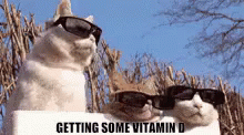 Immunity