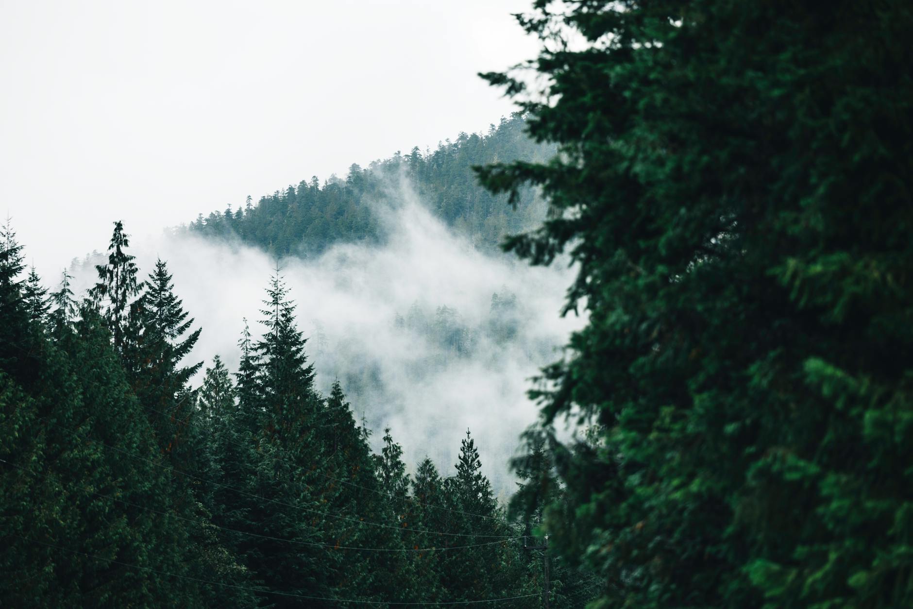 Common Triggers in the Pacific Northwest  