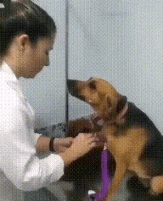 Pet Health