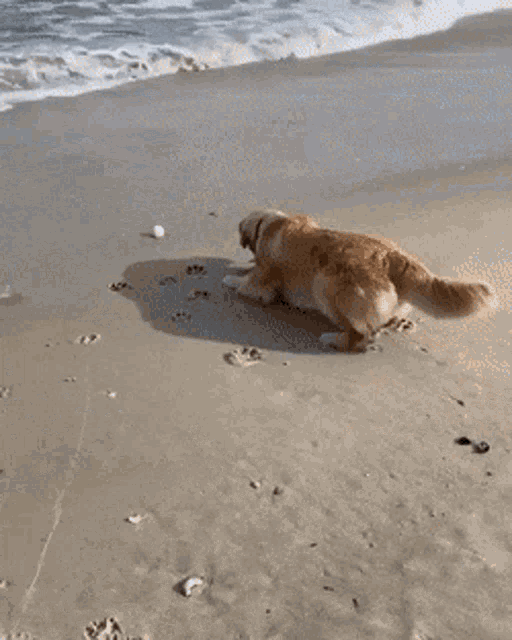 Pet cautious