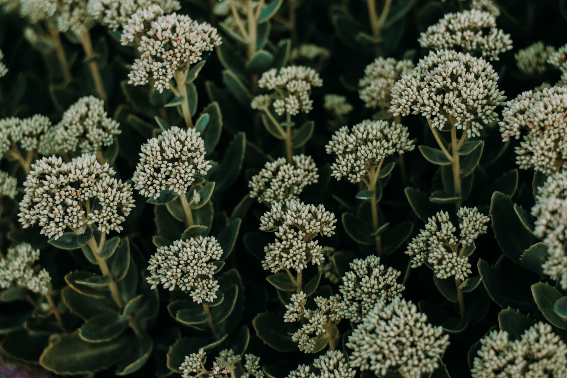 What Is Rhodiola Rosea?