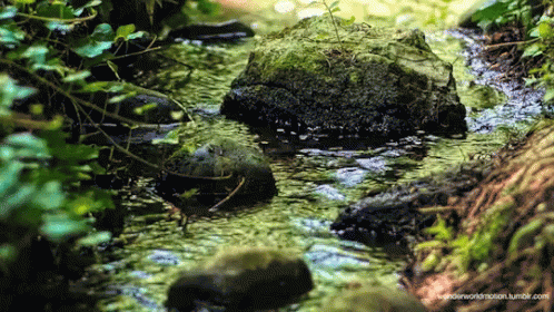 Nature Sounds